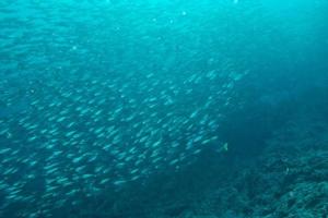 dentro de un banco de peces bajo el agua. foto