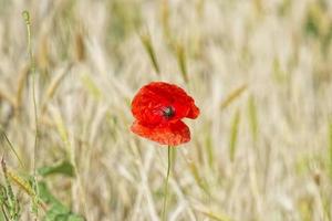 poppy in a ear of wheat field detail photo