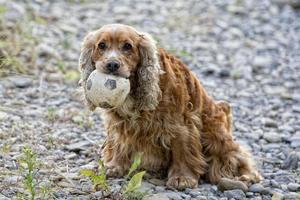 perro sosteniendo un balon de futbol foto