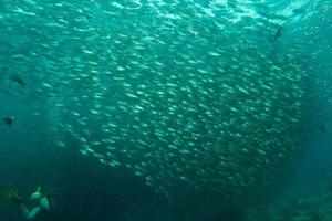 dentro de un banco de peces bajo el agua. foto