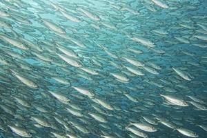 Inside a school of fish underwater photo