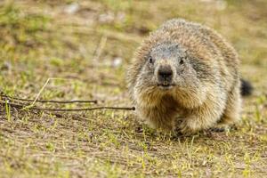 Isolated marmot portrait while coming to you photo