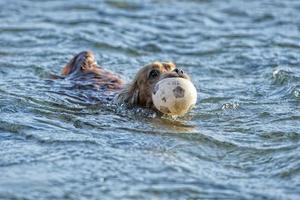 dog holding a soccer ball while swimming photo