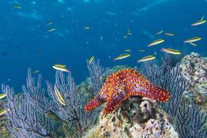 sea stars in a reef colorful underwater landscape photo