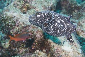 Puffer fish underwater portrait photo