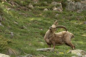 Isolated ibex long horn sheep Steinbock photo