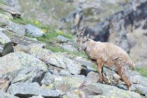 Isolated ibex deer long horn sheep Steinbock photo