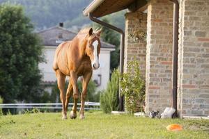 horse outside the house photo