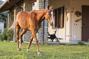 caballo fuera de la casa foto