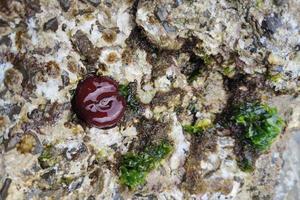 Red Anemone actinia in mediterranean sea by the shore photo