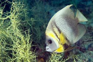 Angel fish looking at you photo