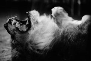 A circus lion portrait in black and white photo