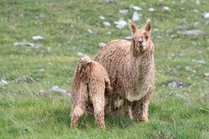 retrato de alpaca mientras te mira foto