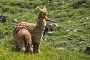 alpaca portrait while looking at you and milking puppy photo