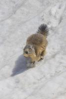 Isolated Marmot while running on the snow photo