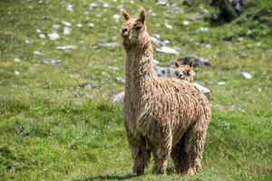 alpaca retrato mientras mirando a usted en césped antecedentes foto