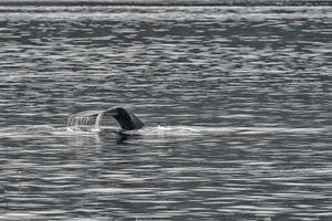 jorobado ballena cola chapoteo en glaciar bahía Alaska foto
