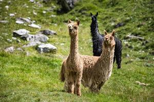 alpaca retrato mientras mirando a usted en césped antecedentes foto