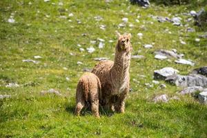 alpaca retrato mientras mirando a usted y ordeño perrito foto