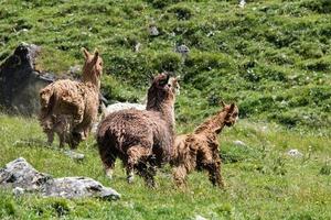 alpaca portrait while running on grass background photo