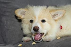 Young Pomeranian dog while eating photo