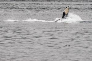 jorobado ballena mientras salpicaduras en glaciar bahía Alaska foto