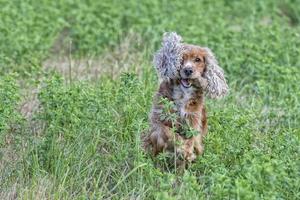 happy puppy dog running to you photo