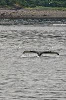 jorobado ballena cola chapoteo cerca un barco glaciar bahía Alaska foto