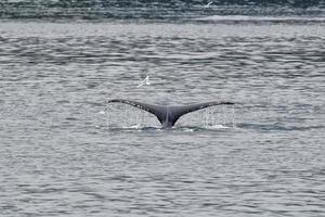 cola de ballena jorobada mientras baja en la bahía glaciar alaska foto