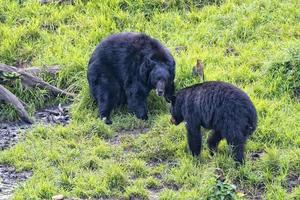 A black bear while eating a donut photo