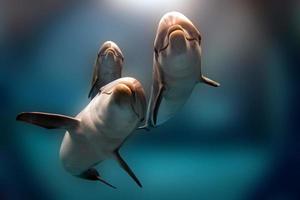 dolphin smiling eye close up portrait detail photo