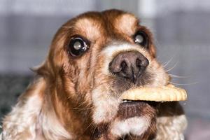 young dog holding a biscuit photo