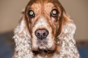 dog nose macro detail close up photo