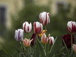 tulip flowers close up photo