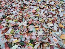 alfombra de hojas de follaje en otoño foto