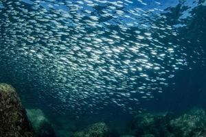 Striped marlin and sea lion hunting in sardine bait ball in pacific ocean photo