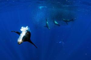 Striped marlin and sea lion hunting in sardine bait ball in pacific ocean photo