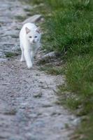 blanco gato en césped antecedentes foto