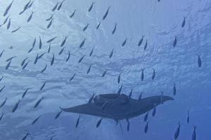 A manta in the deep blue ocean photo