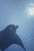 A manta in the deep blue ocean photo