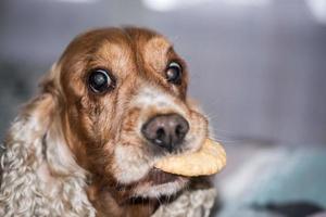 young dog holding a biscuit photo