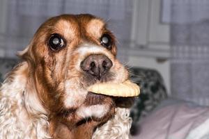 young dog holding a biscuit photo