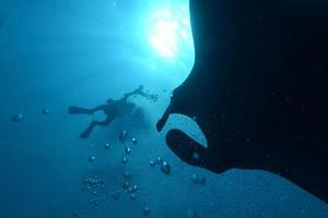 A manta meets a scuba diver in the deep blue ocean photo