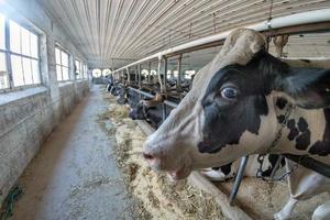 black and white cows inside stable view photo