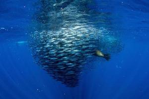 Striped marlin and sea lion hunting in sardine bait ball in pacific ocean photo