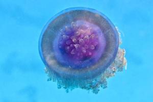 Purple Jelly fish photo