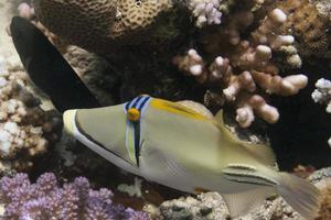 Red Sea Picasso Trigger Fish close up portrait photo