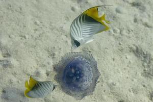 Two butterly angel fish photo