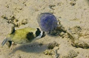 A puffer fish while eating a medusa photo