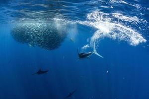 Striped marlin and sea lion hunting in sardine bait ball in pacific ocean photo